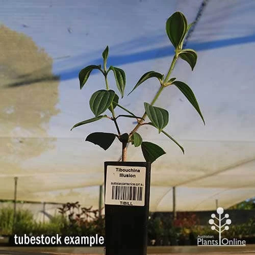 Tibouchina Illusion - Image 9