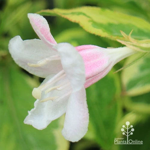 Weigela Variegated - Image 13