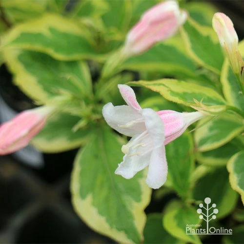 Weigela Variegated - Image 5