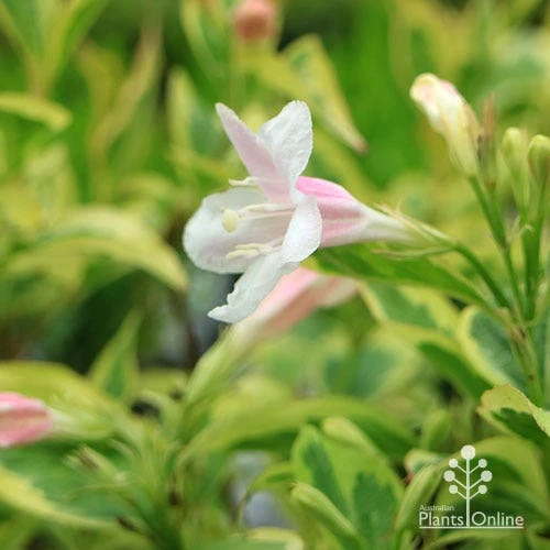 Weigela Variegated - Image 14