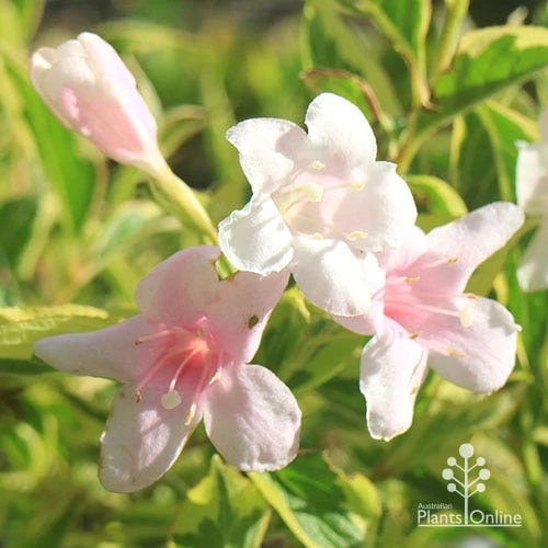 Weigela Variegated - Image 3
