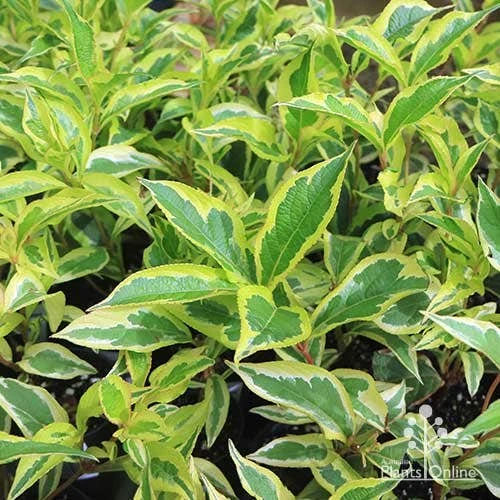 Weigela Variegated - Image 9