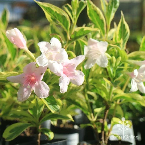 Weigela Variegated - Image 8