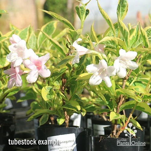 Weigela Variegated - Image 12