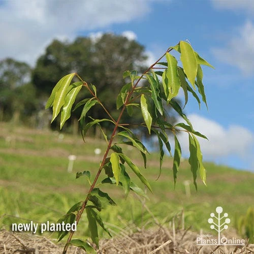 Waterhousea Sweeper - Weeping Lilly Pilly - Image 7