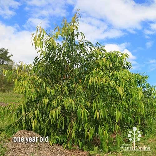 Waterhousea Sweeper - Weeping Lilly Pilly - Image 9