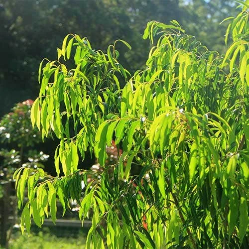 Waterhousea Sweeper - Weeping Lilly Pilly