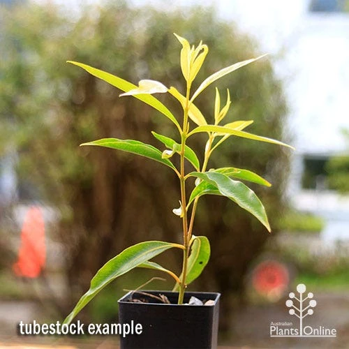 Waterhousea Sweeper - Weeping Lilly Pilly - Image 2