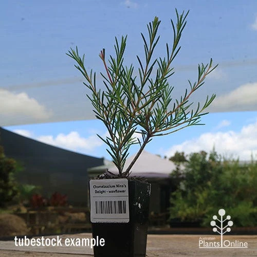 Chamelaucium Nina's Delight - Waxflower - Image 6