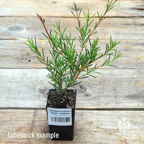 Chamelaucium Nina's Delight - Waxflower - Image 2