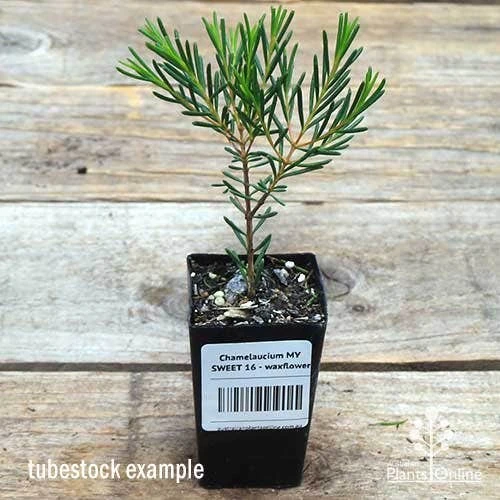 Chamelaucium MY SWEET 16™ - Waxflower - Image 3