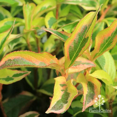 Weigela Variegated - Image 6