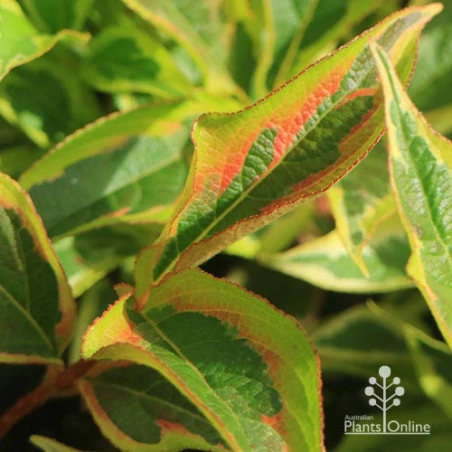 Weigela Variegated - Image 11