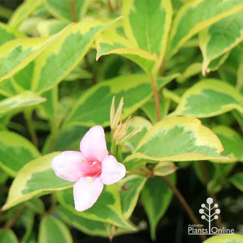 Weigela Variegated - Image 10