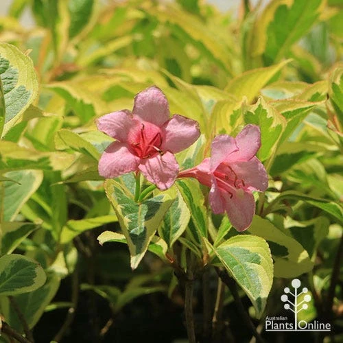 Weigela Variegated - Image 4
