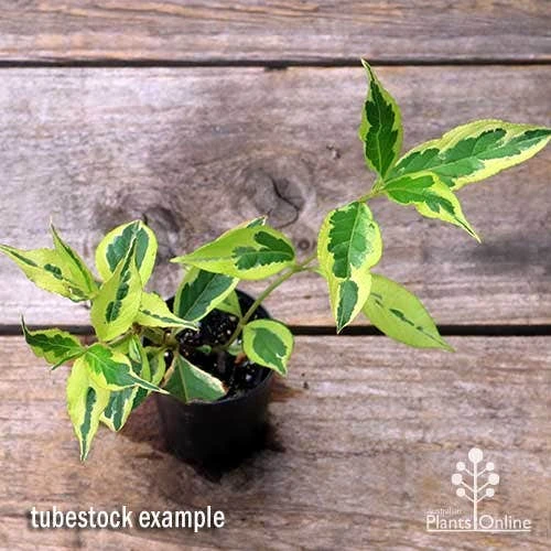 Weigela Variegated - Image 2