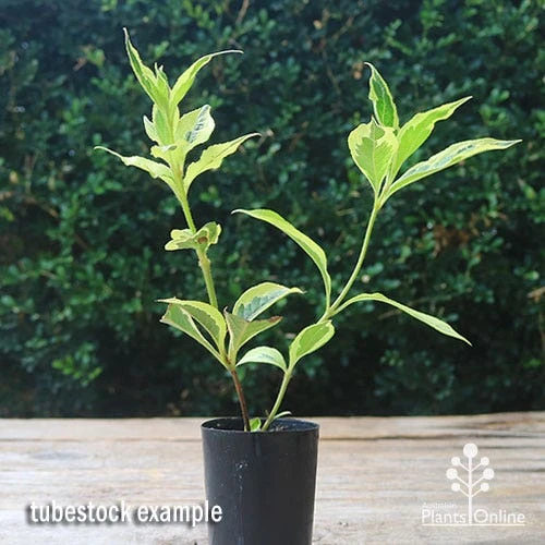 Weigela Variegated - Image 7