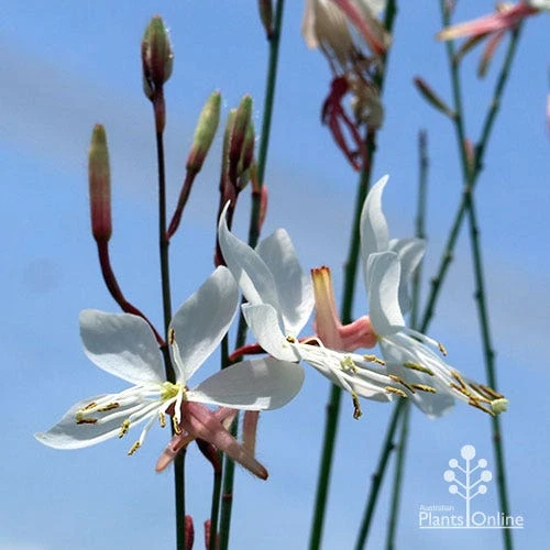 Gaura White - Image 6