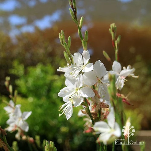 Gaura White - Image 5