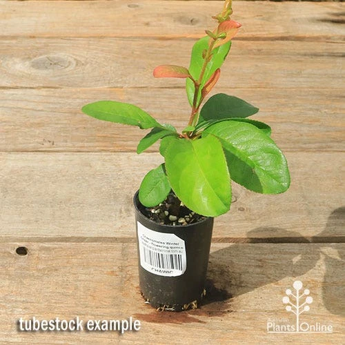 Chaenomeles Winter Cheer - Flowering Quince - Image 3