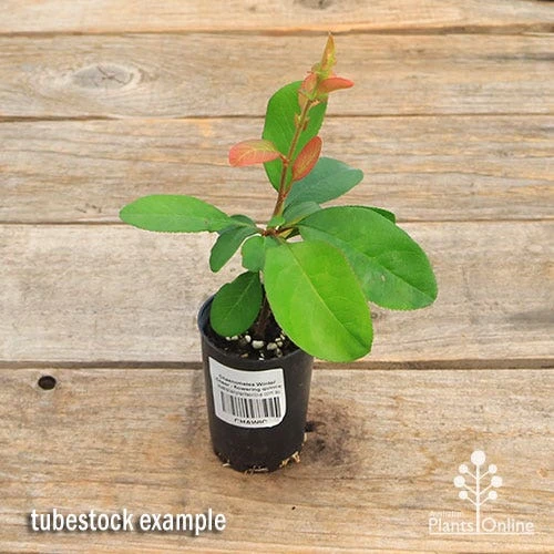 Chaenomeles Winter Cheer - Flowering Quince - Image 5