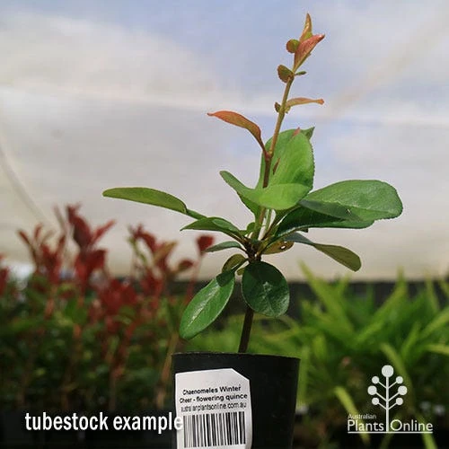 Chaenomeles Winter Cheer - Flowering Quince - Image 6