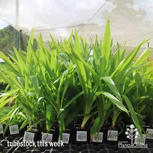 Yucca Elephantipes - Soft-tip Yucca - Image 6