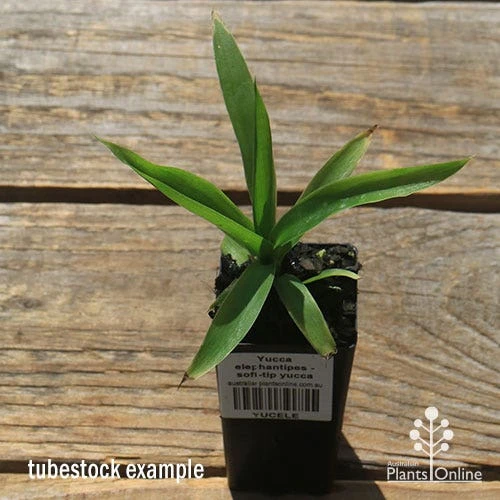 Yucca Elephantipes - Soft-tip Yucca - Image 9