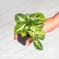 Syngonium White Butterfly - Goosefoot, Arrowhead