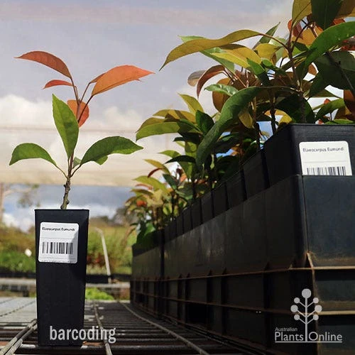 Elaeocarpus Eumundi - Image 4