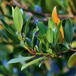 Laurus Miles Choice - Bay Tree