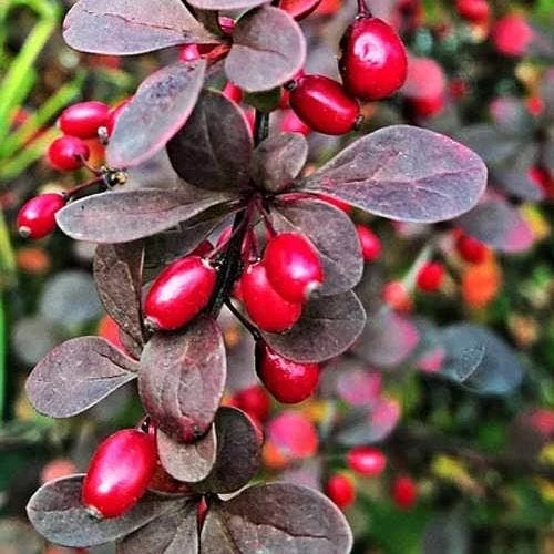 Berberis Little Favourite - Image 6