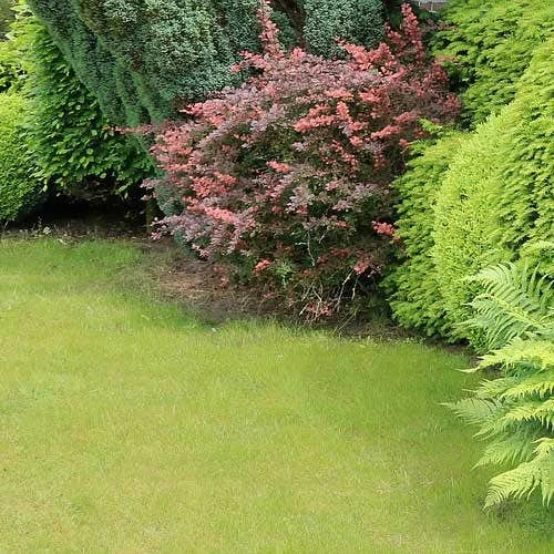 Berberis Little Favourite - Image 4