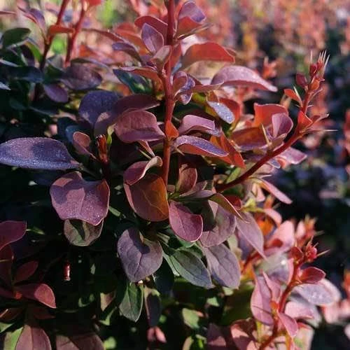 Berberis Little Favourite - Image 8