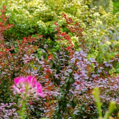 Berberis Little Favourite - Image 5