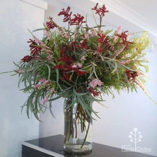 Anigozanthos Big Red - Kangaroo Paw - Image 8
