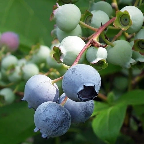 Blueberry Misty - Image 2