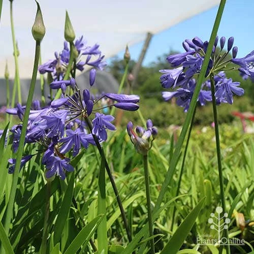 Agapanthus Bingo Blue - Image 9