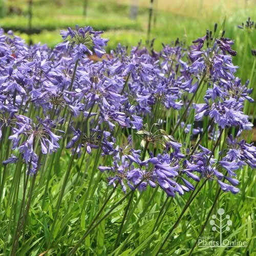 Agapanthus Bingo Blue
