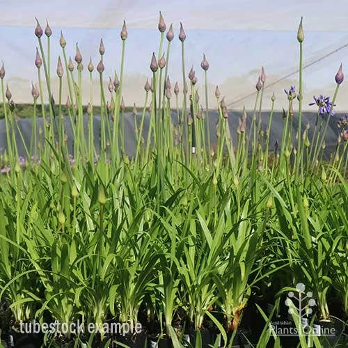 Agapanthus Bingo Blue - Image 4