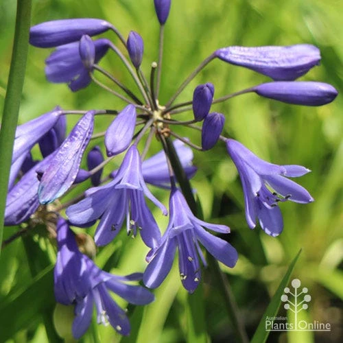 Agapanthus Bingo Blue - Image 2