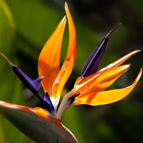 Strelitzia Reginae - Bird Of Paradise - Image 2
