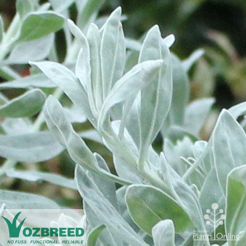 Eremophila Blue Horizon - Emu Bush - Image 8
