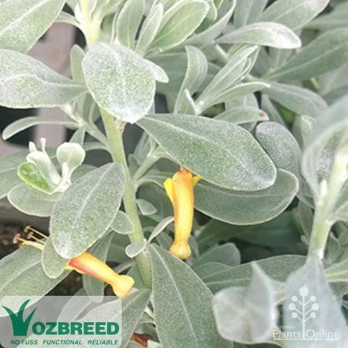 Eremophila Blue Horizon - Emu Bush - Image 2