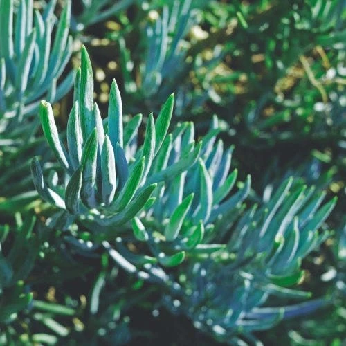 Senecio Chalk Sticks - Succulent - Image 2