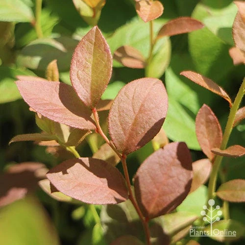 Blueberry Misty - Image 5