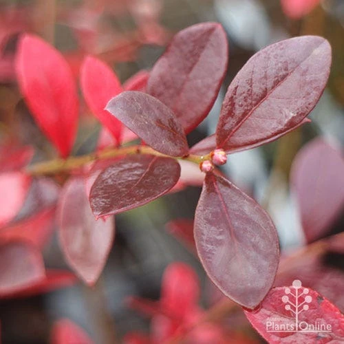 Blueberry Sunshine Blue - Image 9