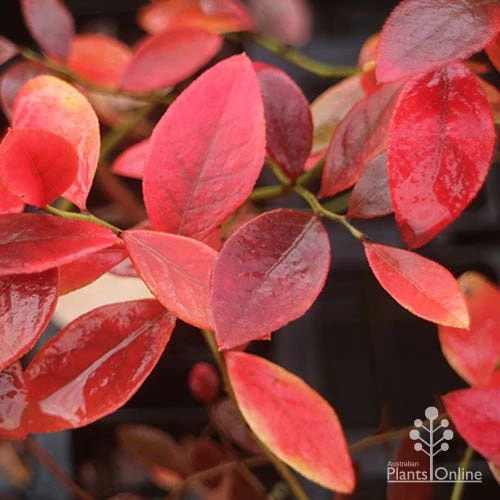 Blueberry Sunshine Blue - Image 7