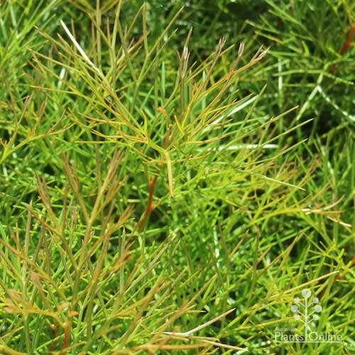 Grevillea Bon Accord - Image 7