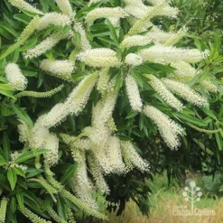 Buckinghamia - Ivory Curl Flower